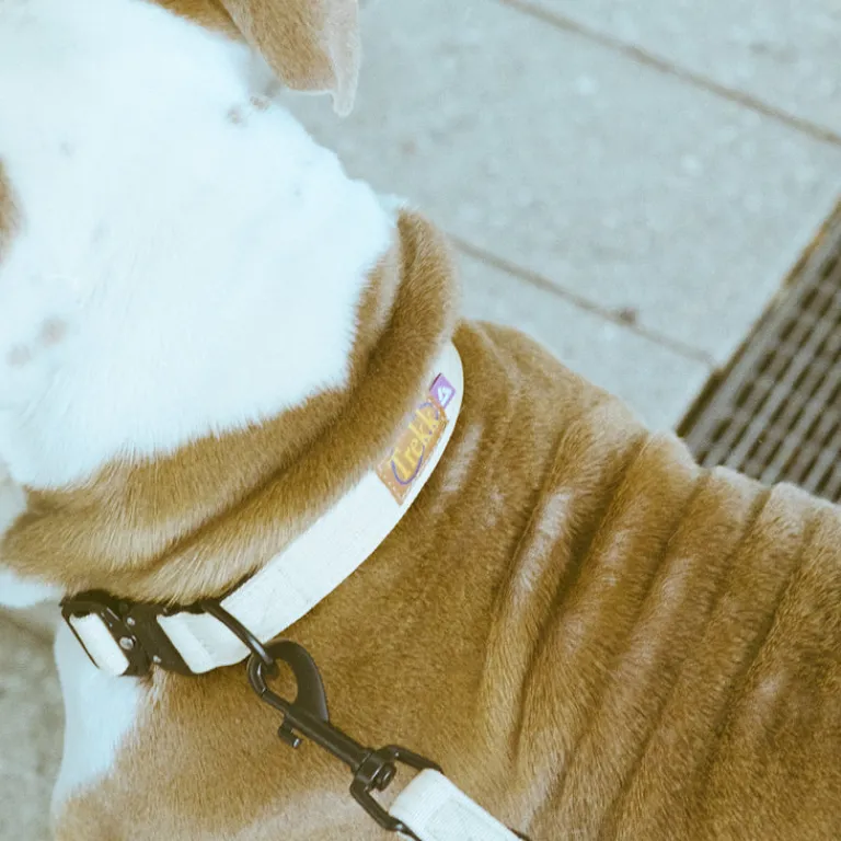 Hundezubehör*Trekk by Asphaltgold Trekk Dog Collar Creme / Black